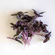 Purple Basil Seeds - Herbal Seeds