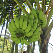 Light Green Banana Seeds