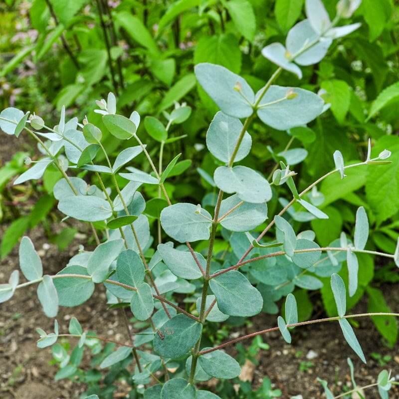 Sin Mustard Seeds