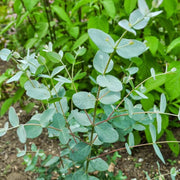 Sin Mustard Seeds
