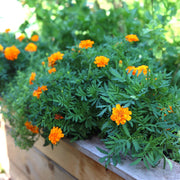 Pest-Repelling Marigold Seeds