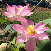 Sacred Nelumbo Nucifera Lotus Seeds