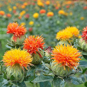 Safflower Seeds - Carthamus tinctorius Flower Seeds