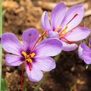 Bright Autumn Crocus Seeds
