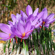 Crocus Sativus Saffron Seeds