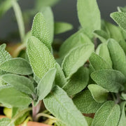 Sage Seeds - Herbal Plant For Home Gardens Seeds
