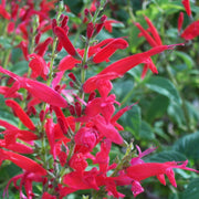 Pineapple Sage Seeds, Herbal