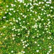 Irish Moss Seeds - Herbal Seeds