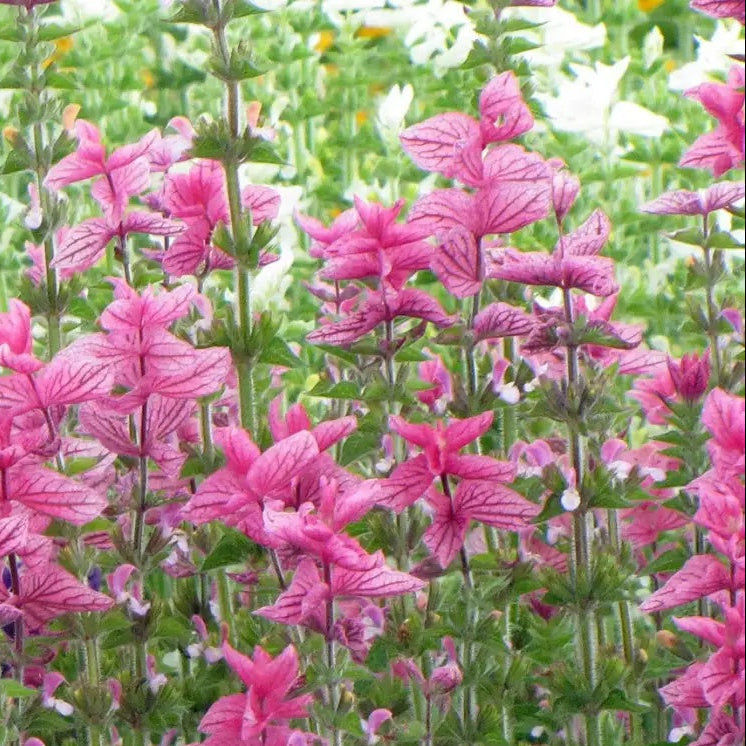 Viridis Salvia Seeds