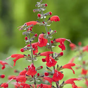 Coccinea Salvia Seeds