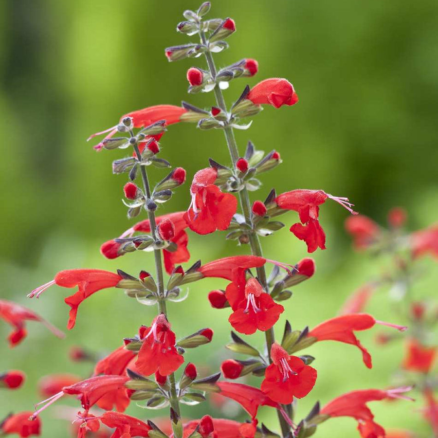 Coccinea Salvia Seeds