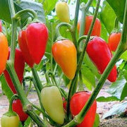 Santa Fe Grande Pepper Seeds
