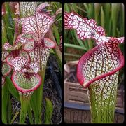 Wildflower Mix Sarracenia Seeds