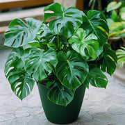 Peru Monstera Seeds, Herbal