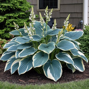 Hosta Seeds, Blue