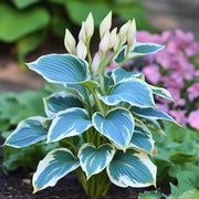Hosta Seeds, Blue