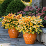 Hosta Seeds, Orange and Pink