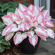 Pink and White Hosta Seeds