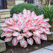 Pink and White Hosta Seeds