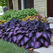 Royal Leaf Hosta Seeds