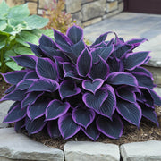 Royal Leaf Hosta Seeds