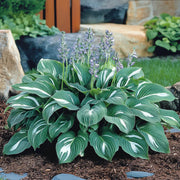 Hosta Seeds, Green