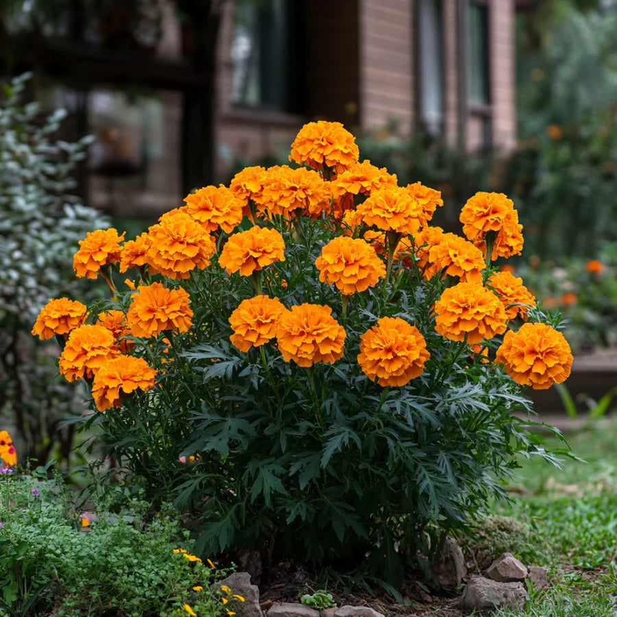 Pest-Repelling Marigold Seeds