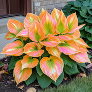 Hosta Seeds, Orange and Pink
