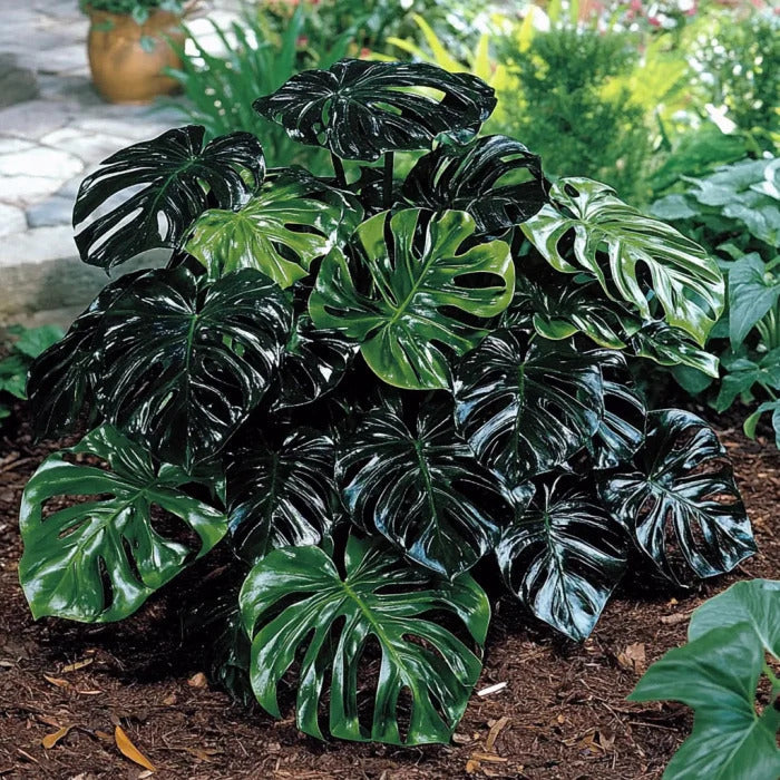Peru Monstera Seeds, Herbal