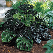 Peru Monstera Seeds, Herbal