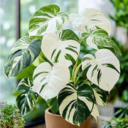 Variegated Albo Monstera Seeds, Herbal