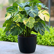 Variegated Aurea Monstera Seeds, Herbal