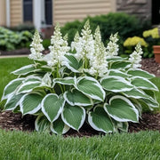 Variegated White Green Hosta Seeds