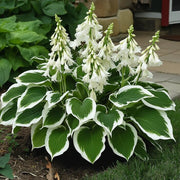 Variegated White Green Hosta Seeds