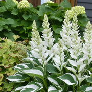 Variegated White Green Hosta Seeds