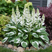 Variegated White Green Hosta Seeds