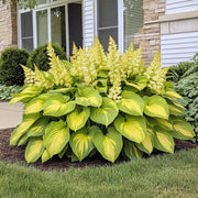 Hosta Seeds, Yellow Gold