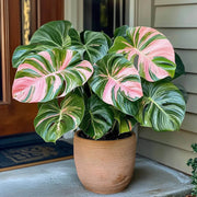 Green and Pink Monstera Seeds, Herbal