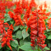 Salvia Red Scarlet Sage Seeds