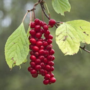 Wu-Wei-Zi Schisandra Seeds, Herbal