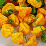 Jamaican Scotch Bonnet Pepper Seeds