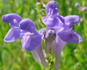Baikal Skullcap Scutellaria Baicalensis Seeds, Herbal