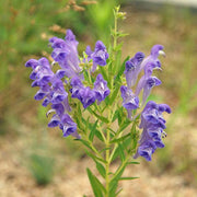 Baikal Skullcap Scutellaria Baicalensis Seeds, Herbal
