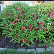 Wildflower Impatiens Seeds