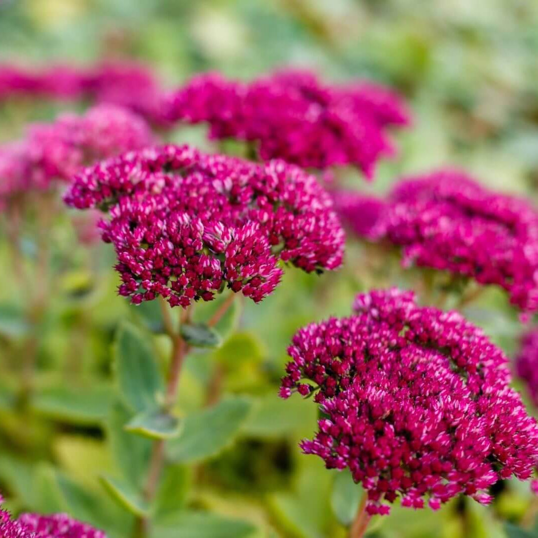 Showy Stonecrop Sedum Seeds