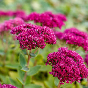 Showy Stonecrop Sedum Seeds