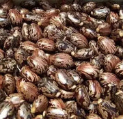 Castor Bean Seeds - Herbal Seeds