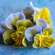 Bi-Color Viola Miniola Aqua Herz Seeds