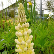 Yellow & White Lupine Seeds