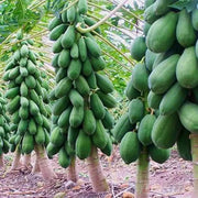 Good-Yield Tropical Papaya Seeds